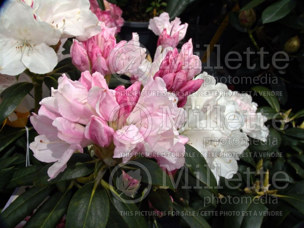 Rhododendron Yaku Princess (Rhododendron) 5 