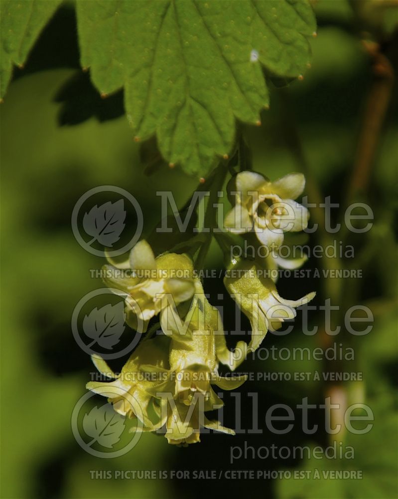 Ribes americanum (Gooseberry) 3 
