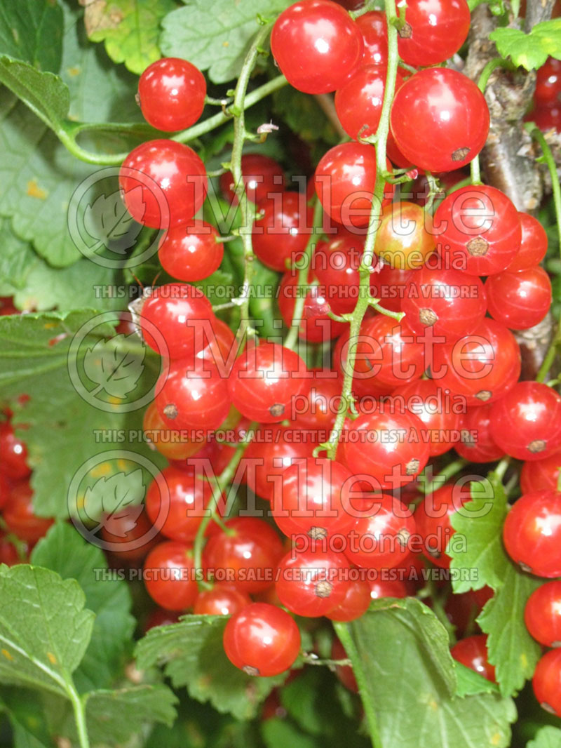 Ribes Primus (Red Currant) 1 
