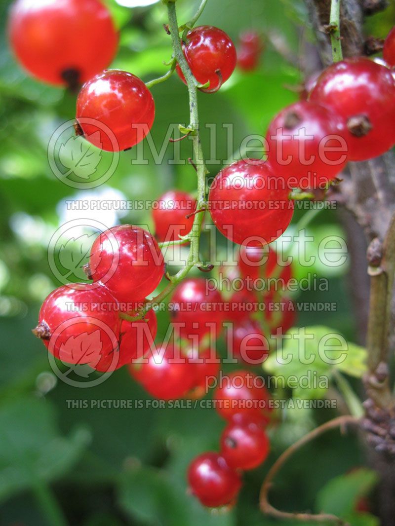 Ribes Red Lake (Red Currant)  4