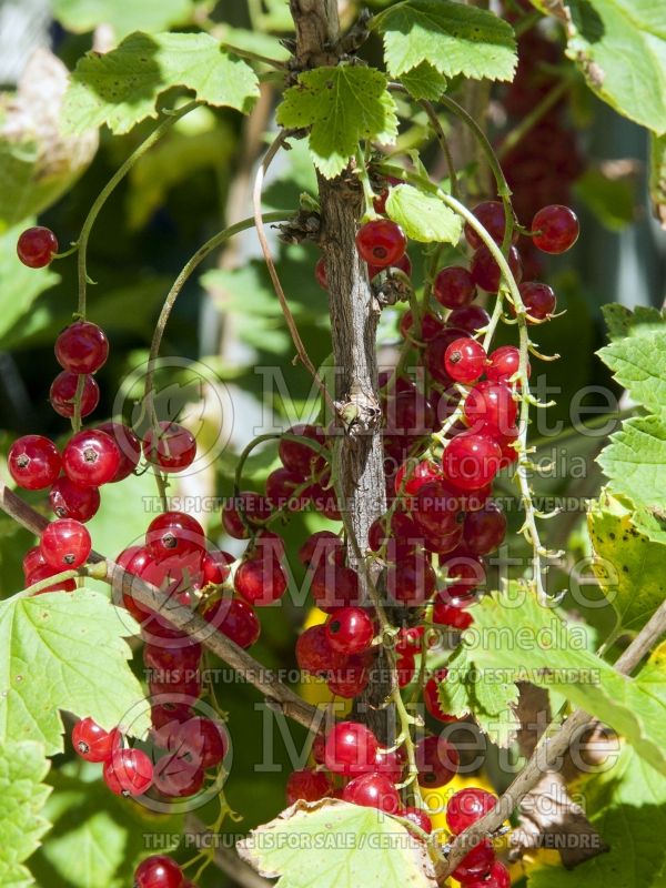 Ribes Red Lake (Red Currant) 7 
