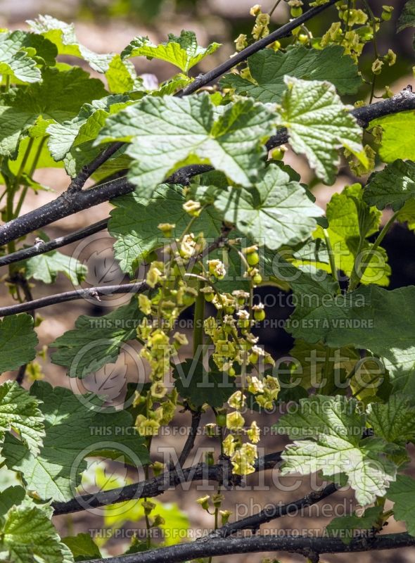 Ribes Red Lake (Red Currant) 9 