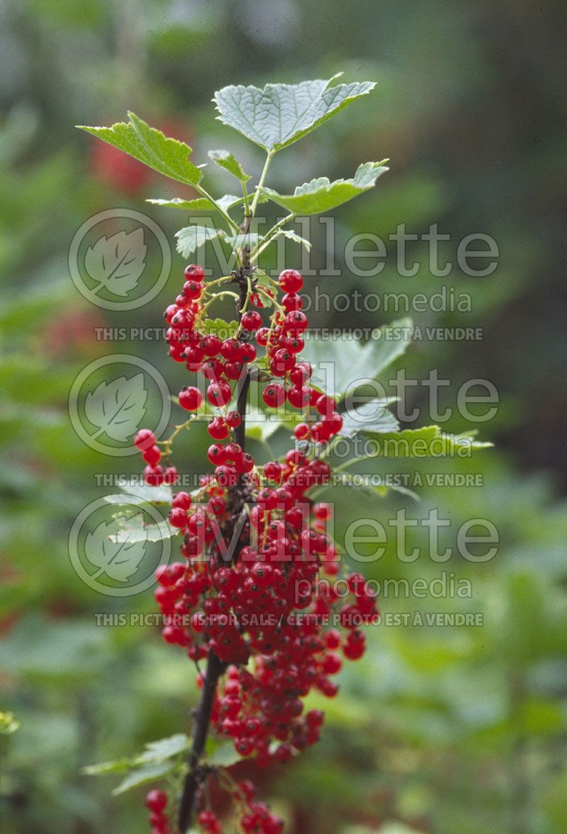 Ribes Red Lake (Red Currant)  2