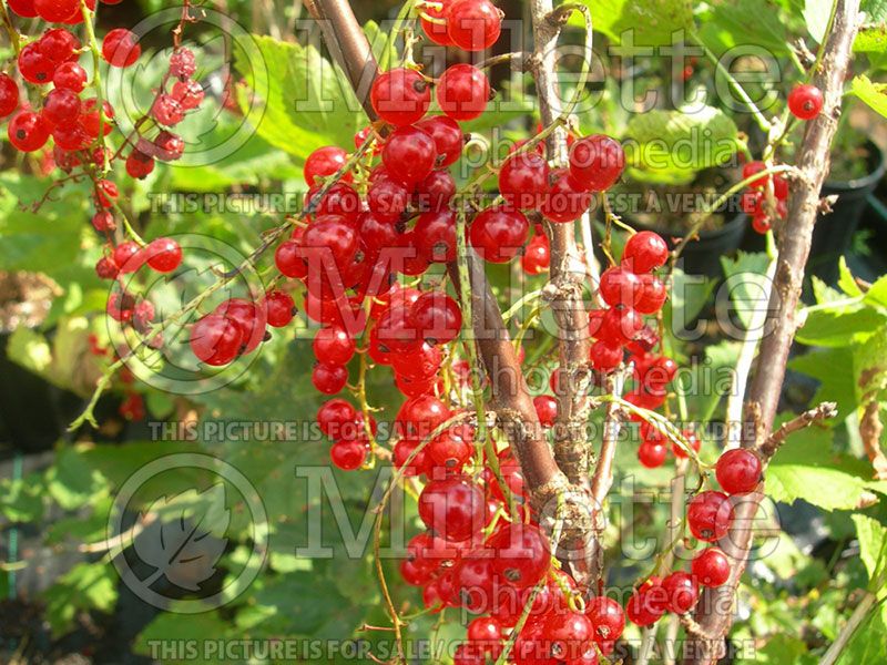 Ribes Red Lake (Red Currant)  3