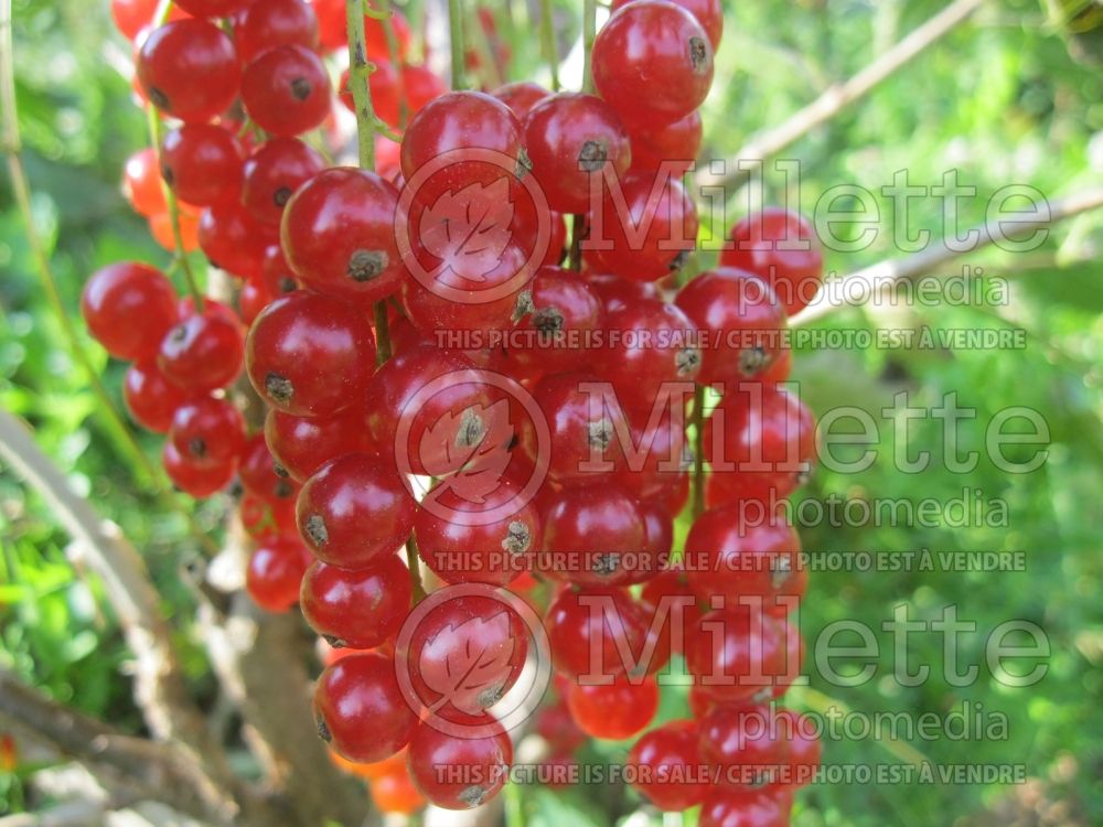 Ribes Rovada (Currant) 2