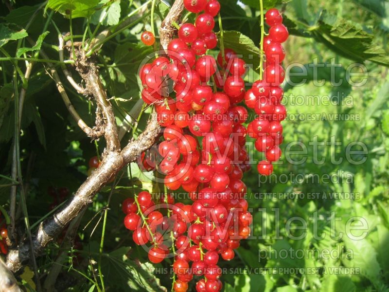 Ribes Rovada (Currant) 4