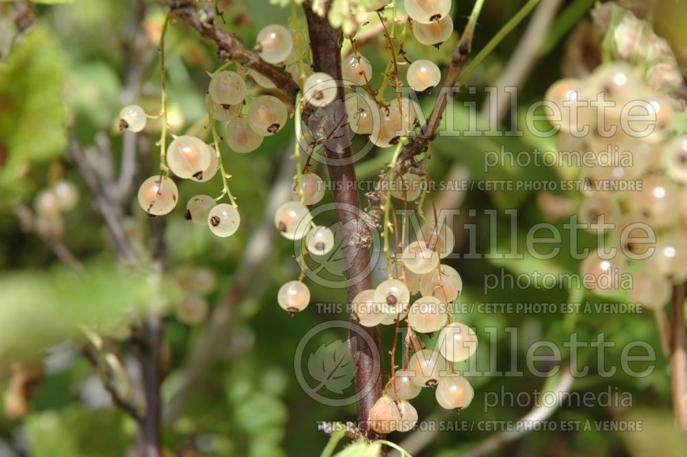 Ribes White Pearl (Currant) 2