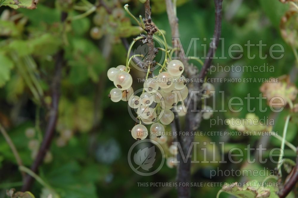 Ribes White Pearl (Currant) 4