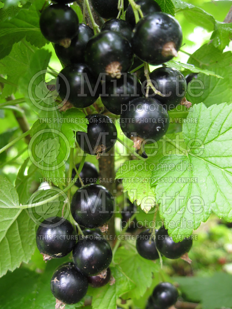 Ribes Titania (Black Currant) 1 