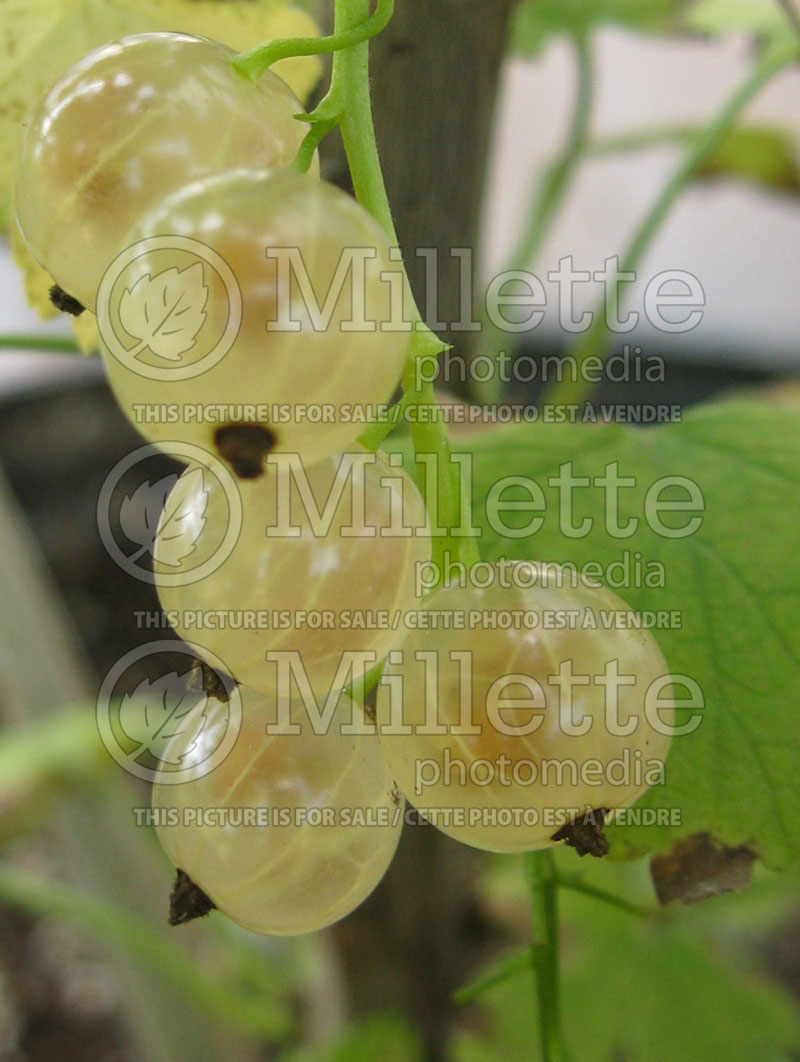 Ribes White Pearl (Currant) 1