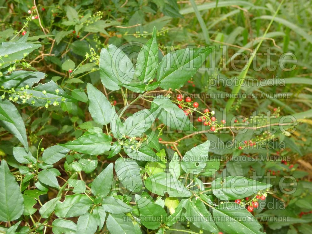 Rivina humilis (Pigeonberry, Rouge Plant, Baby-peppers, Bloodberry) 6