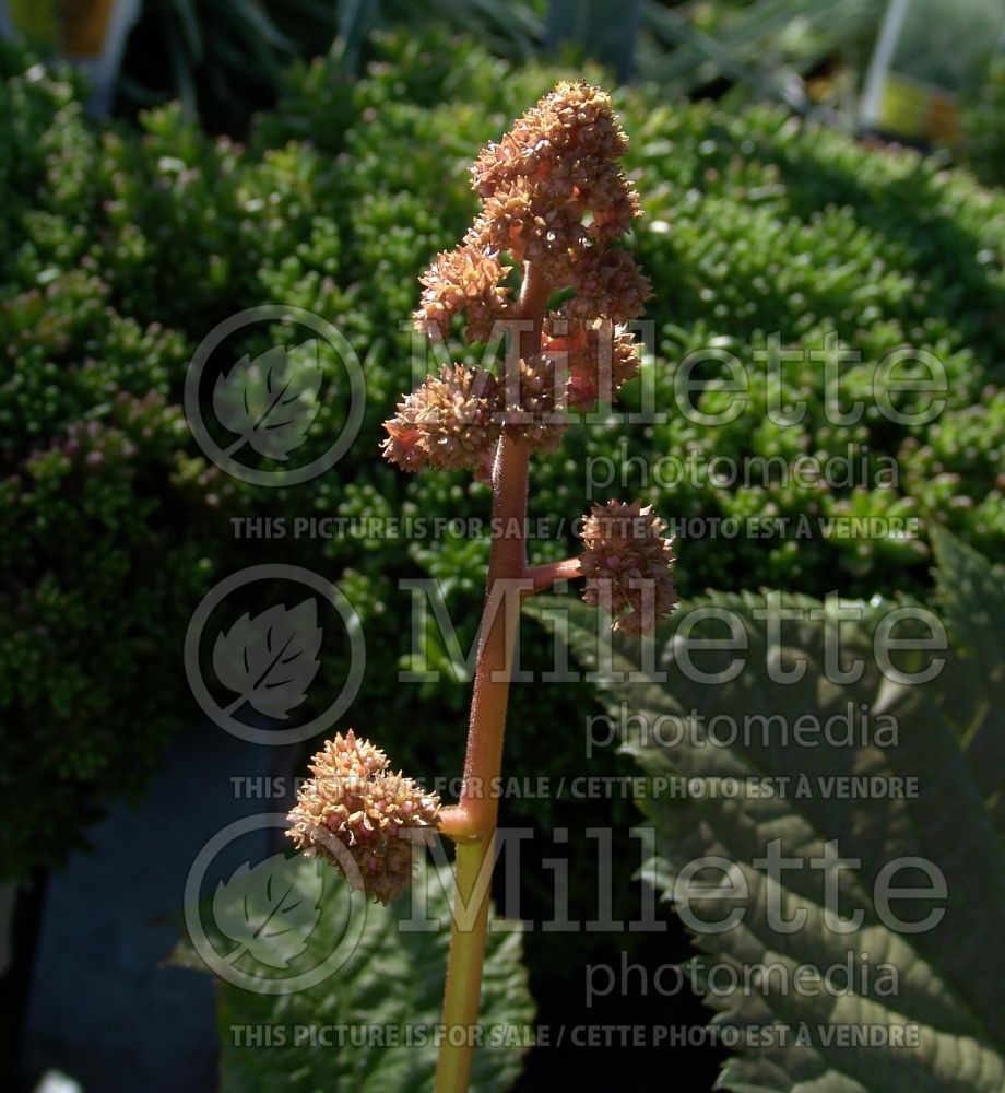 Rodgersia aesculifolia (rodgersia) 6 