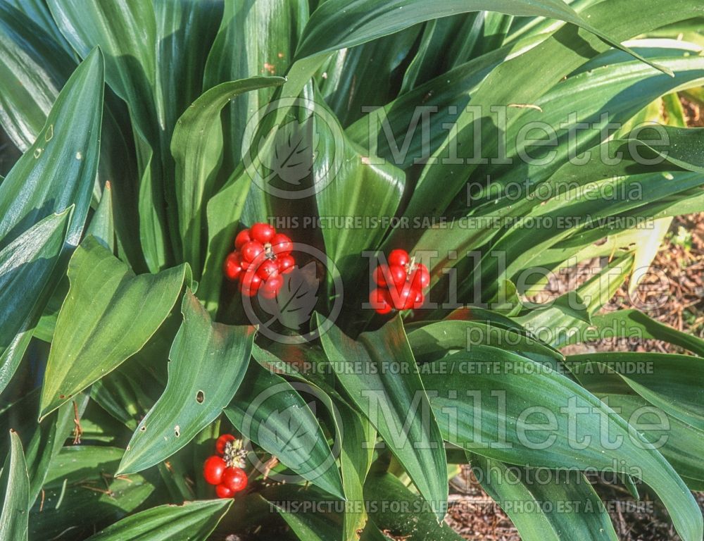Rohdea japonica (Japanese Sacred Lily) 2 