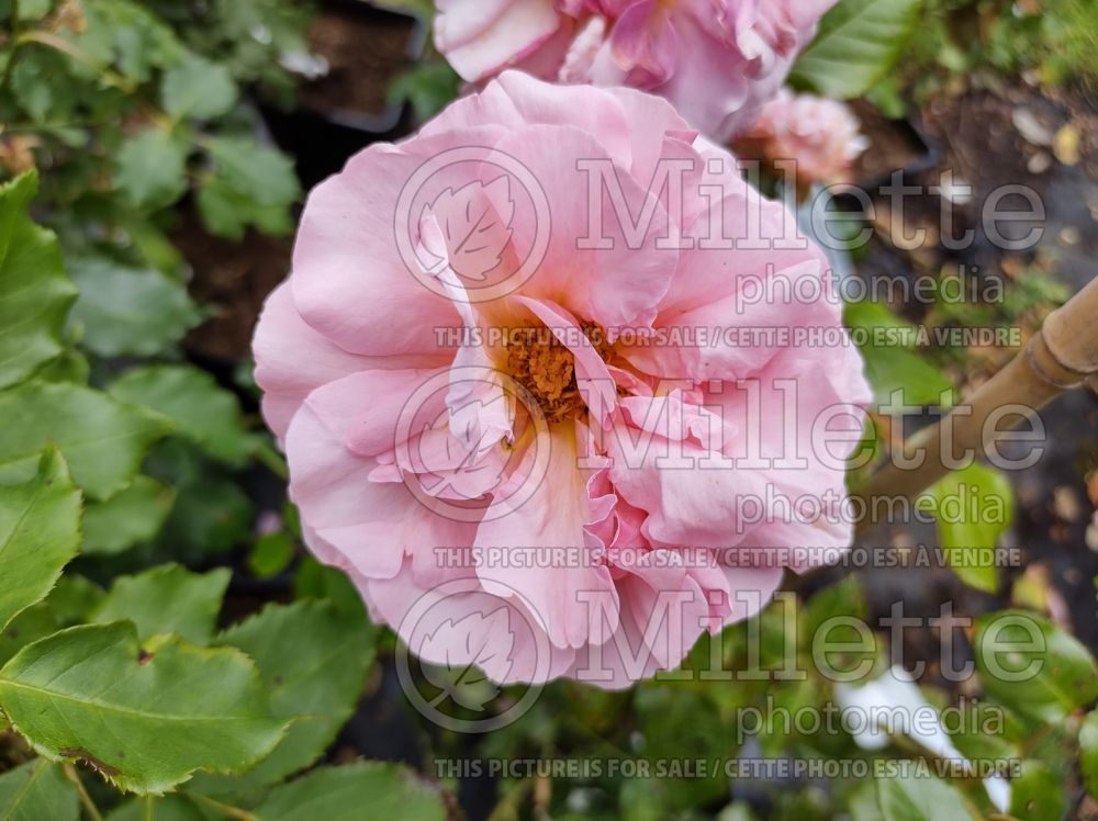 Rosa Aloha (climbing rose) 7
