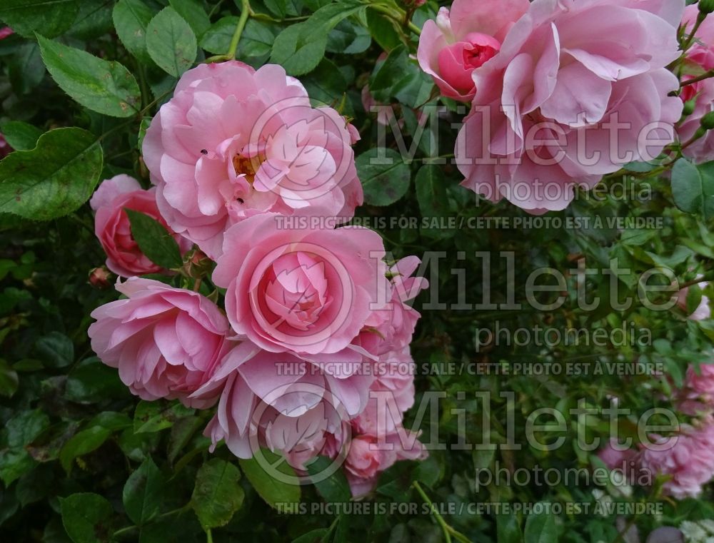 Rosa Bonica (shrub Rose) 9