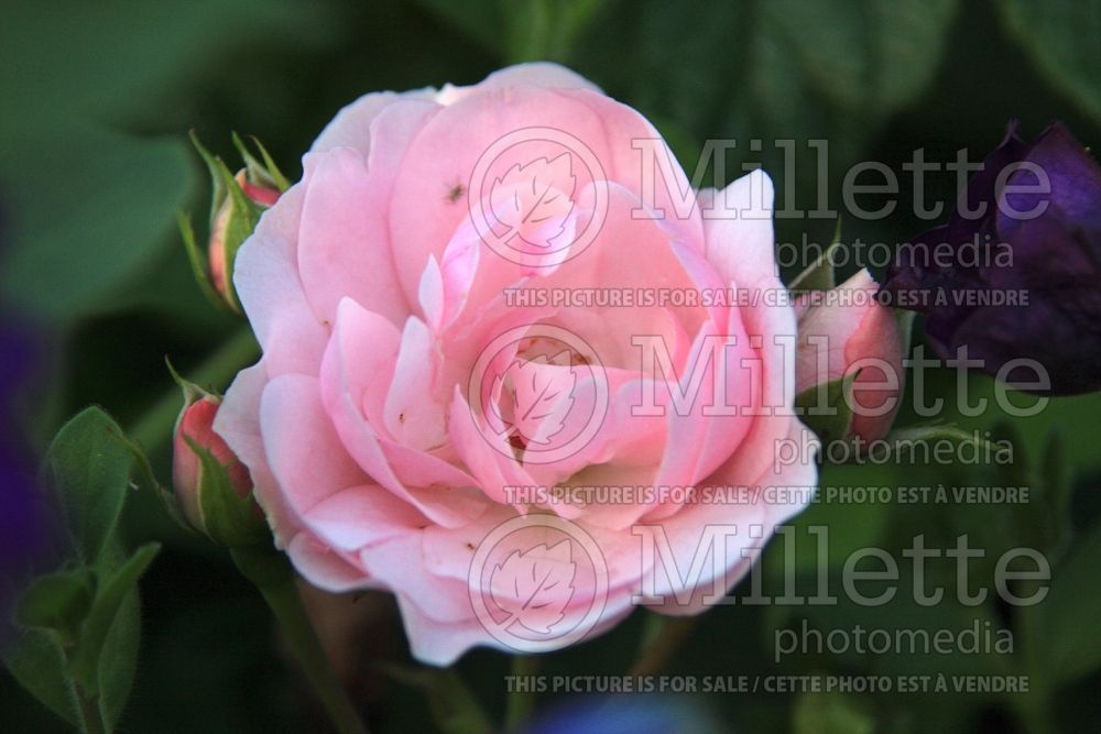 Rosa Bonica (shrub Rose) 4
