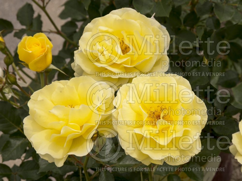 Rosa Easy Elegance Yellow Submarine (Shrub Rose) 2
