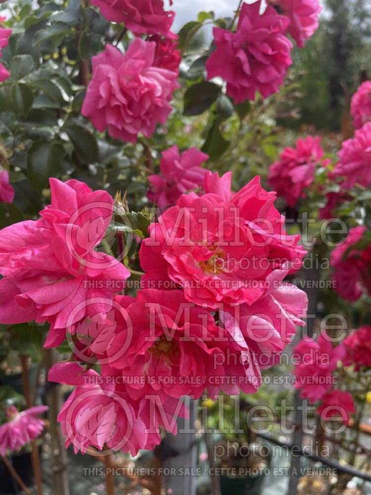 Rosa Emera or Noatraum (Shrub Rose) 4 