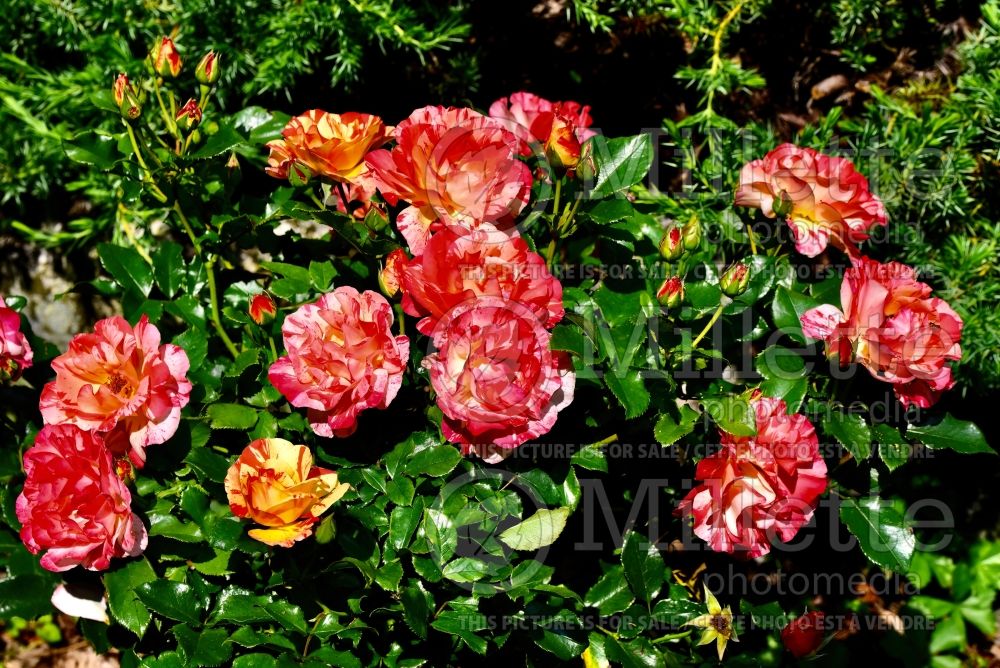 Rosa Maurice Utrillo (Hybrid tea Rose) 1 