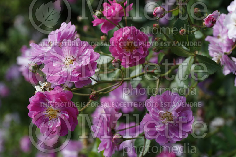 Rosa Abbotsford (Ground cover Rose)  4