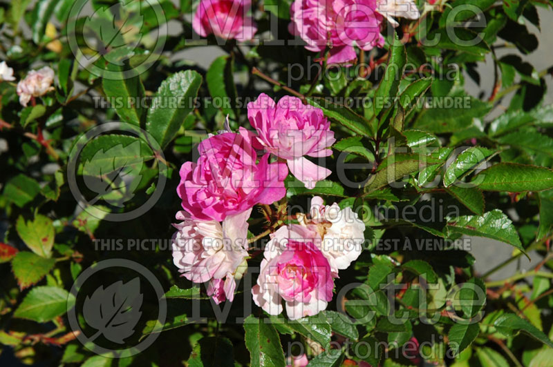 Rosa Abbotsford (Ground cover Rose)  3 