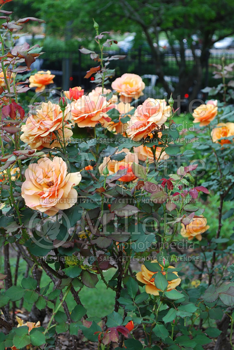 Rosa About Face or WEKosupalz (grandiflora Rose) 3 
