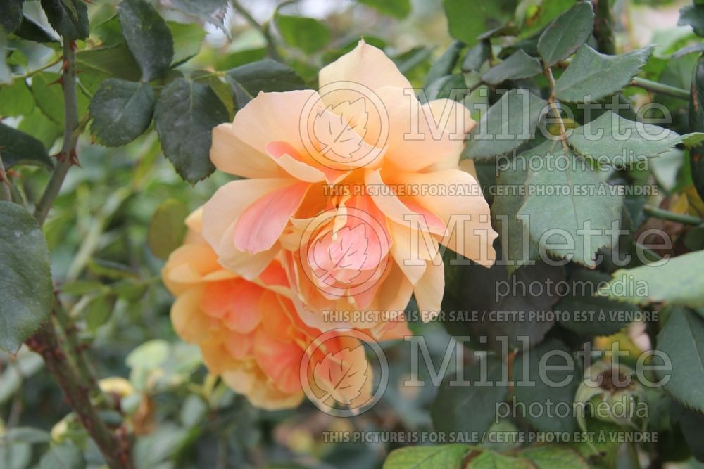 Rosa About Face aka WEKosupalz (grandiflora Rose) 5 