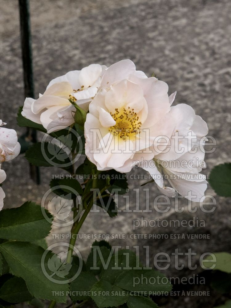 Rosa Above and Beyond (Climbing rose) 4