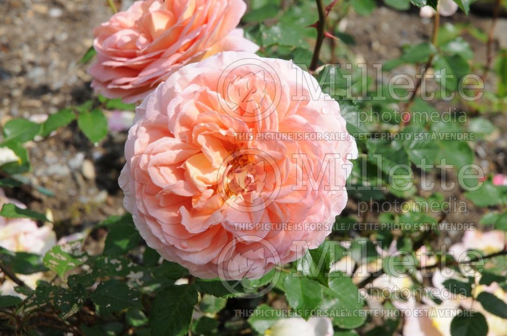 Rosa Abraham Darby (Shrub Rose)   2