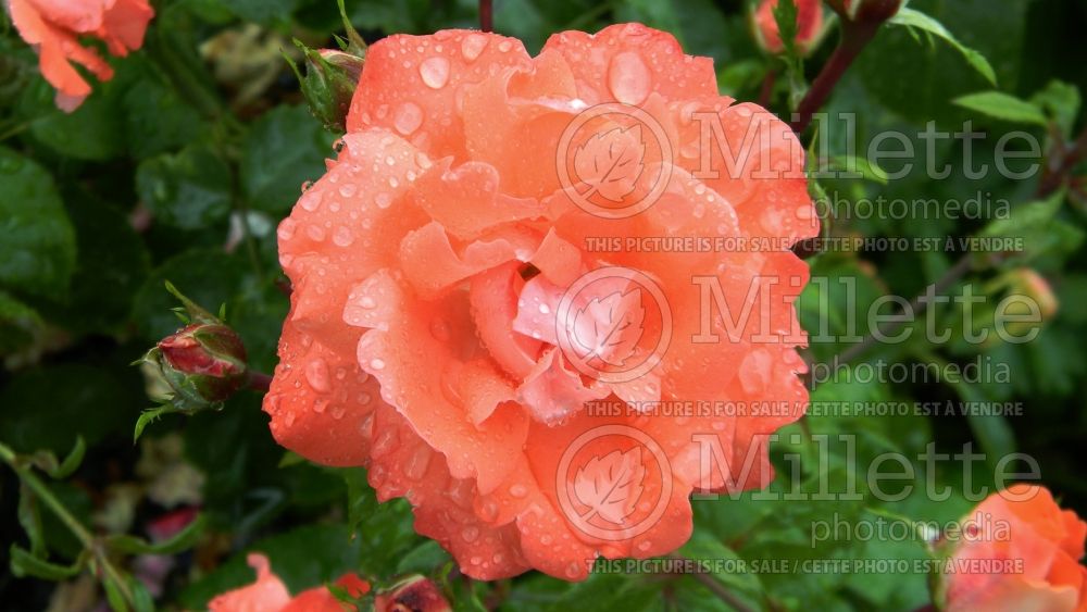 Rosa Anisley Dickson aka Rosa Dicky (Floribunda rose) 5