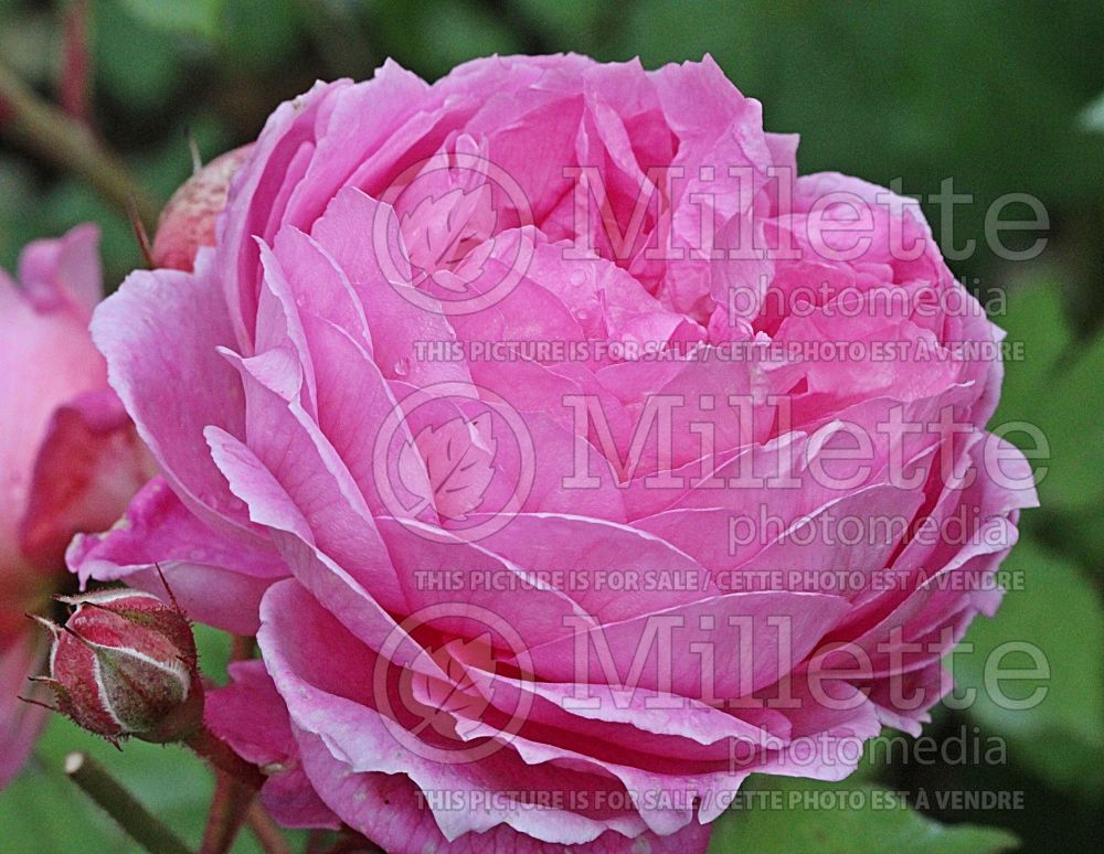 Rosa Alan Titchmarsh or Ausjive (Shrub rose)  1