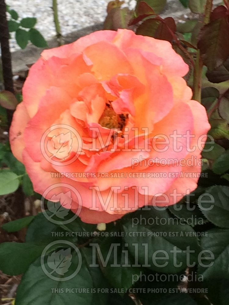 Rosa Anna's Promise (Grandiflora Rose) 2