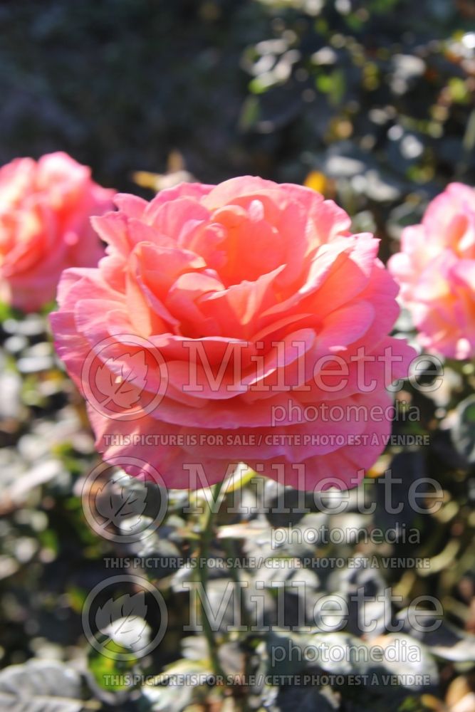 Rosa Anna's Promise (Grandiflora Rose) 1