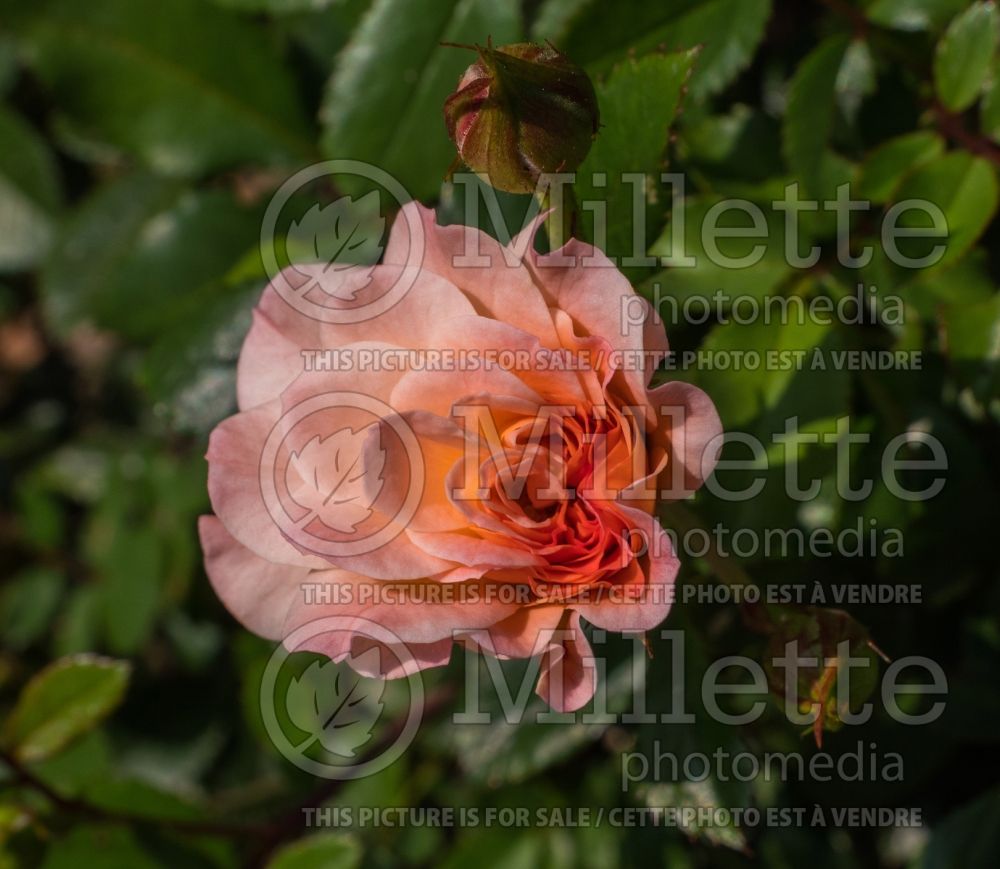 Rosa Apricot Drift (Ground cover rose)  2