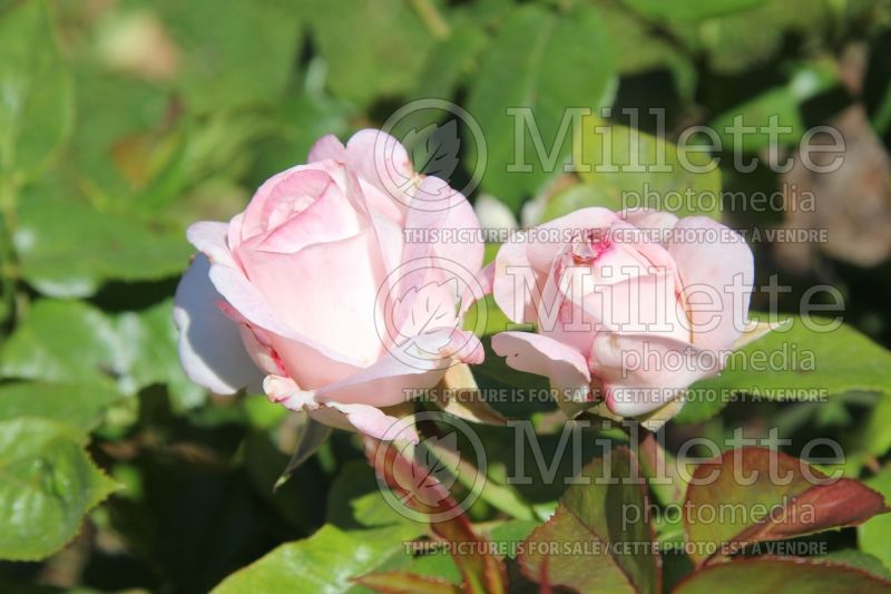 Rosa April In Paris (Hybrid Tea Rose)  1 