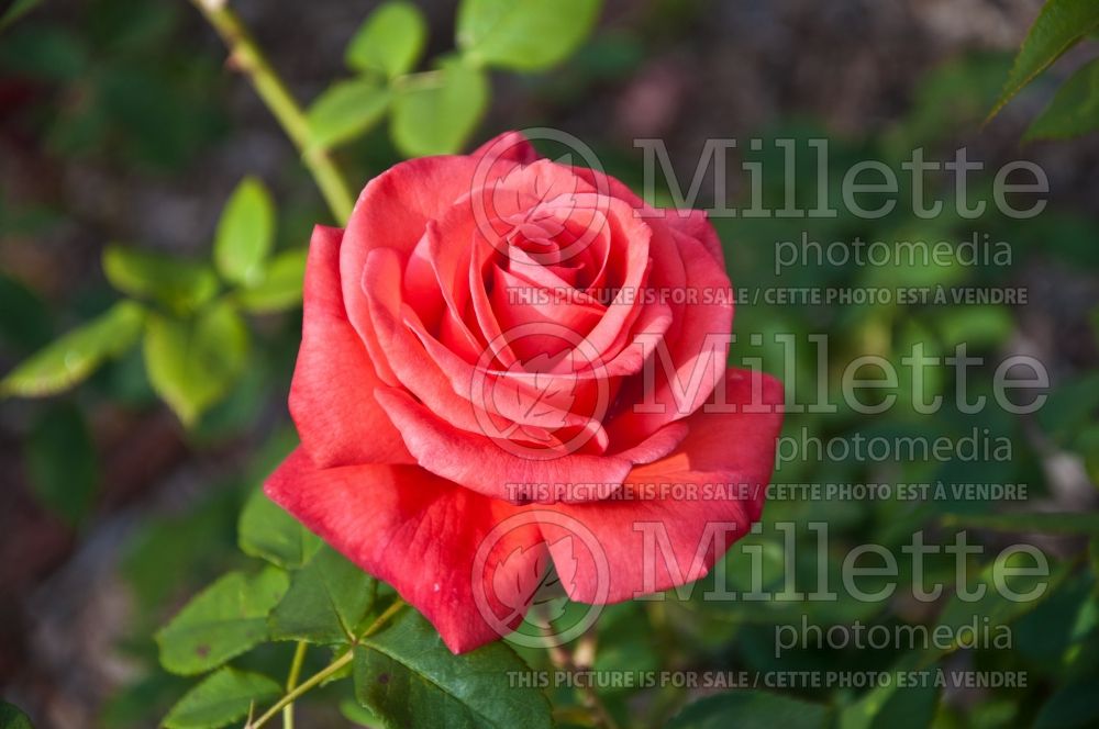Rosa Arizona aka Rosa Tocade (Grandiflora rose) 1