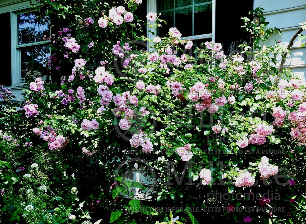 Rosa Baby Blanket (shrub Rose) 3