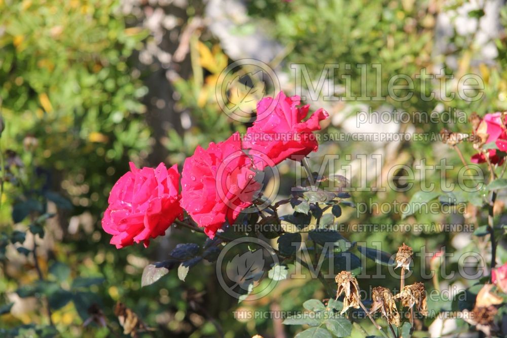 Rosa Black Garnet (Hybrid tea Rose)  1