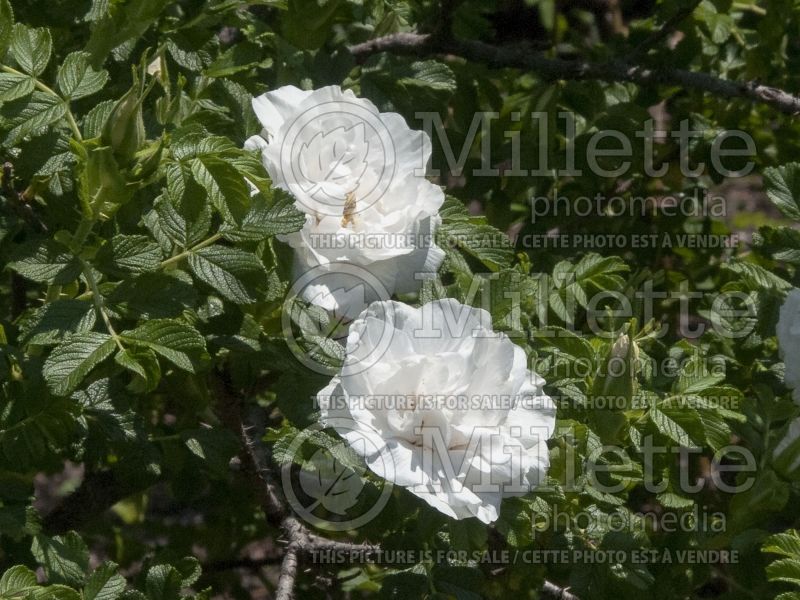 Rosa Blanc Double de Coubert (Shrub Rose) 6
