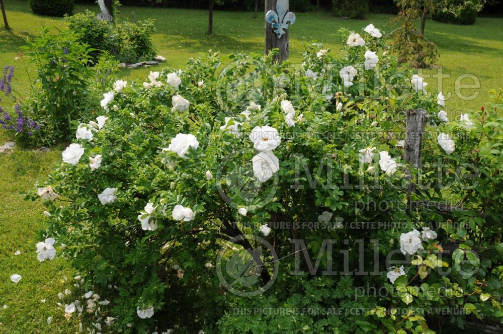 Rosa Blanc Double de Coubert (Shrub rose) 1 