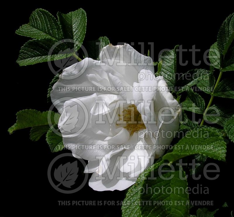 Rosa Blanc Double de Coubert (Shrub rose) 3 