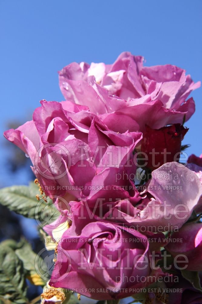 Rosa Blue for You (floribunda Rose)  1