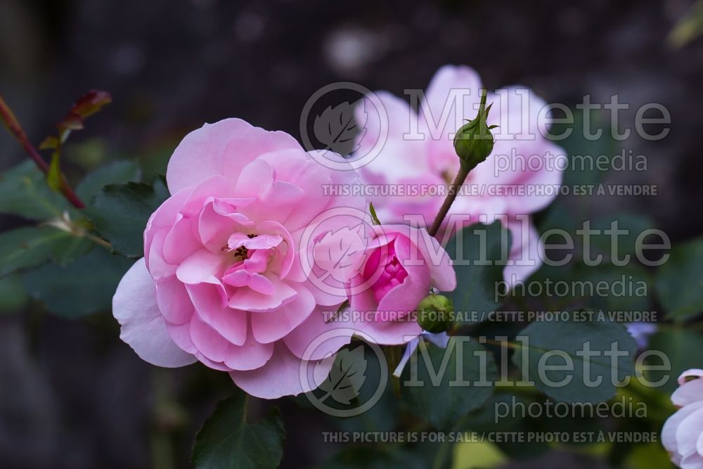 Rosa Bonica (shrub Rose)  1