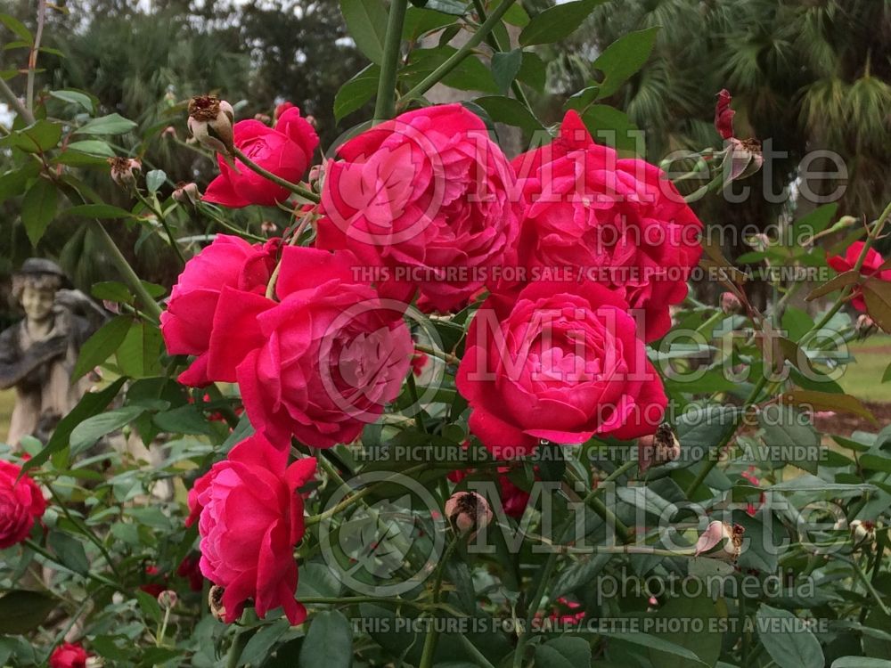 Rosa Boynton's Magic (Shrub Rose) 2 