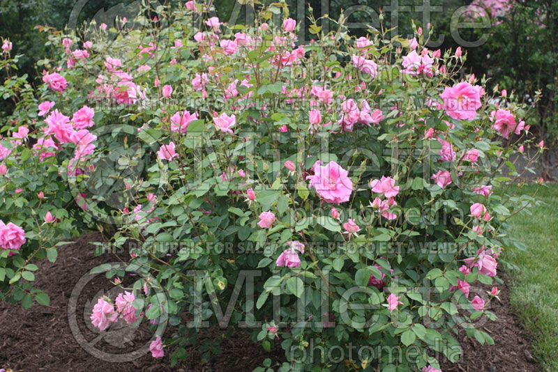 Rosa Carefree Beauty or Bucbi (Shrub rose) 1 