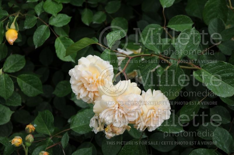 Rosa Buff Beauty (Shrub Rose) 1  