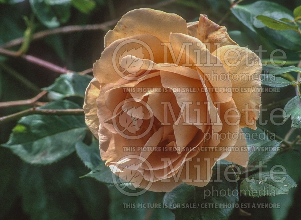 Rosa Butterscotch (Shrub Rose) 1 