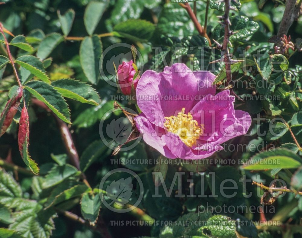 Rosa californica (California wild rose) 2 