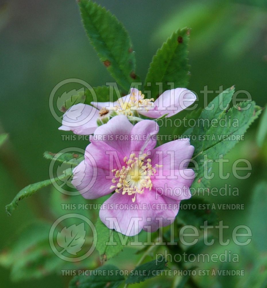 Rosa californica (California wild rose) 3 