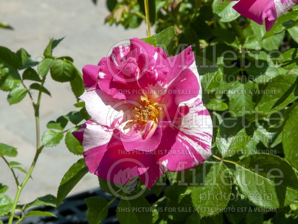 Rosa Candy Land (Shrub Rose) 2 